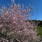 Lantställe Mas Del Bot